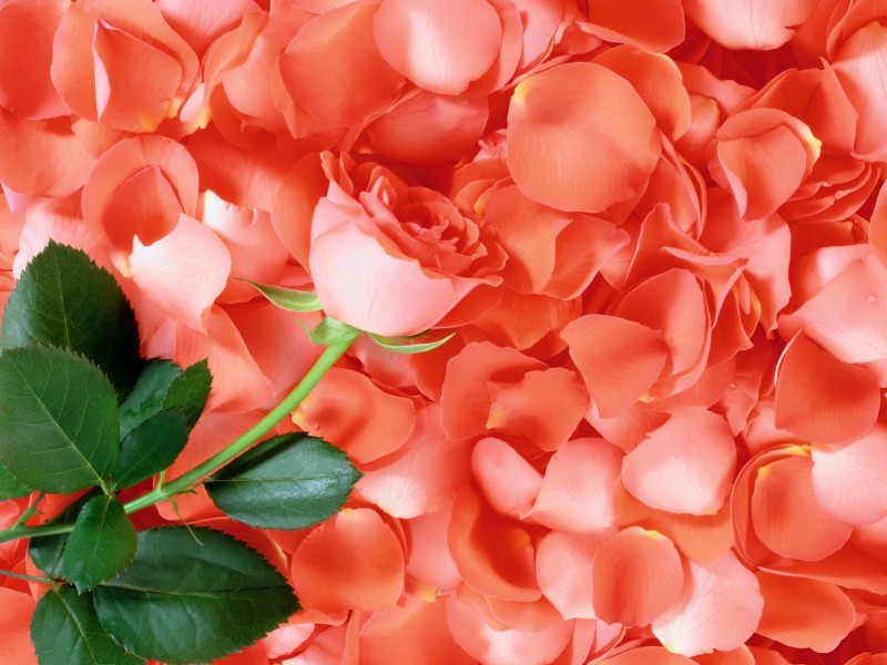 lovely_rose_petals